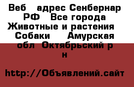 Веб – адрес Сенбернар.РФ - Все города Животные и растения » Собаки   . Амурская обл.,Октябрьский р-н